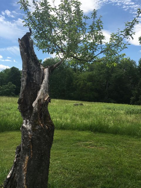 Only one apple tree remains from the apple orchard that grew on Robert Frost's property. 