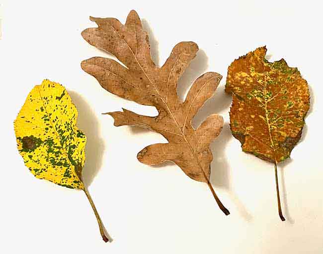 color variation in real leaves