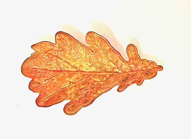 embossed leaf from Tim Holtz