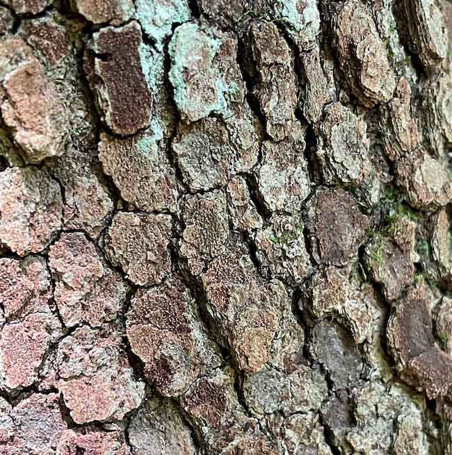 range of color and texture in real tree bark